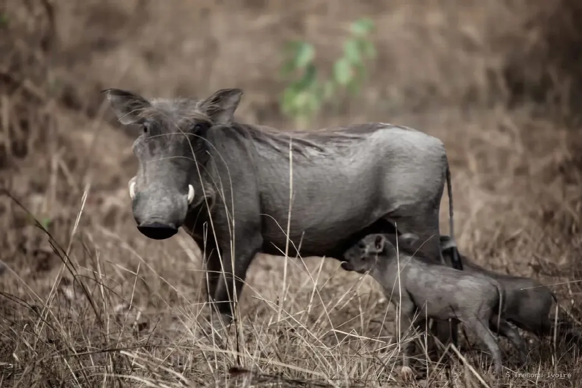 N’Zi River Lodges : dormir sur pilotis au cœur de la savane, et protéger la faune ivoirienne