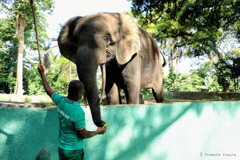 CAN, l’éléphant star du Zoo National d’Abidjan, né l’année du premier sacre des Éléphants