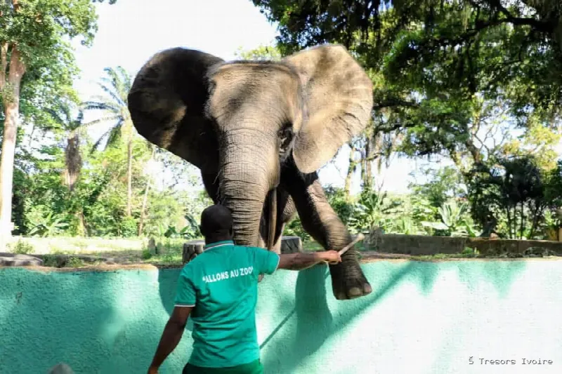 CAN, l’éléphant star du Zoo National d’Abidjan, né l’année du premier sacre des Éléphants