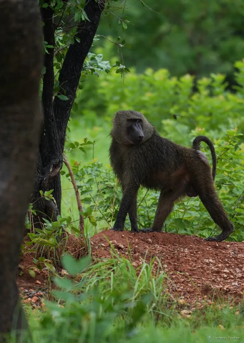 Comoé : le plus grand sanctuaire sauvage de l’Ouest africain vous attend