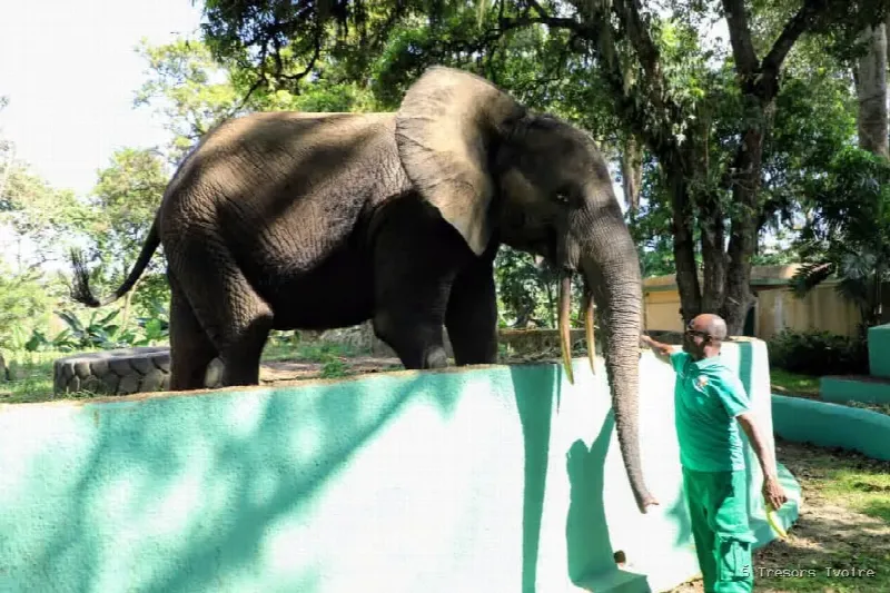 CAN, l’éléphant star du Zoo National d’Abidjan, né l’année du premier sacre des Éléphants